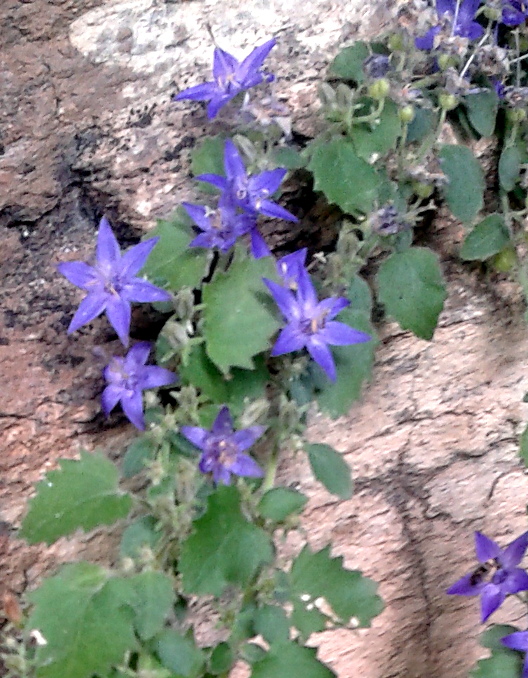 Campanula elatines / Campanula piemontese